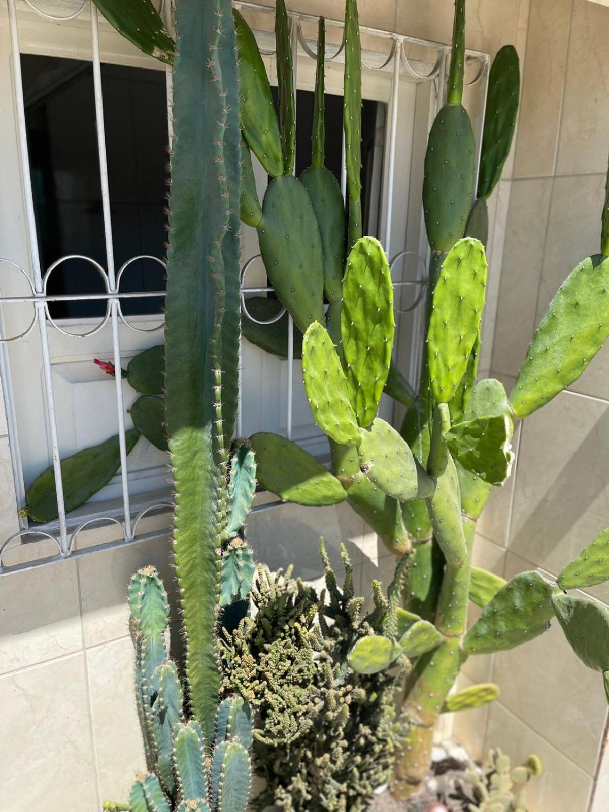 Villa Sua Casa Em Bonito-Pe Bonito  Exterior foto